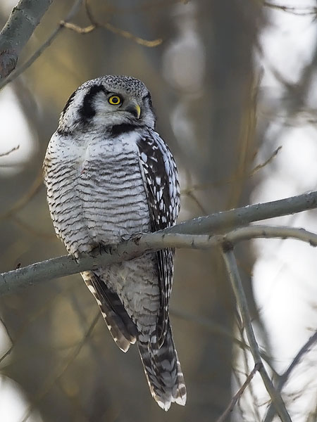 Hiiripöllö, Northern Hawk Owl, Surnia ulula